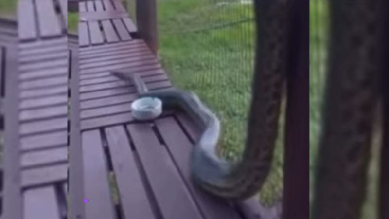 Sucuri choca convidados