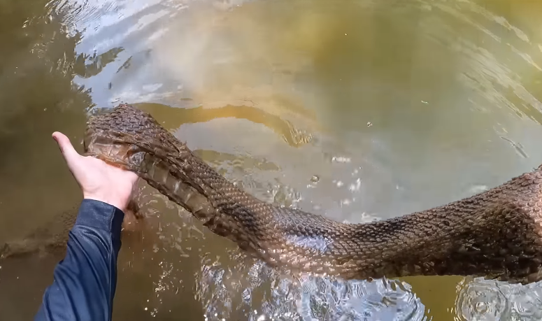 Imagem mostram couro encontrado por pescadores 