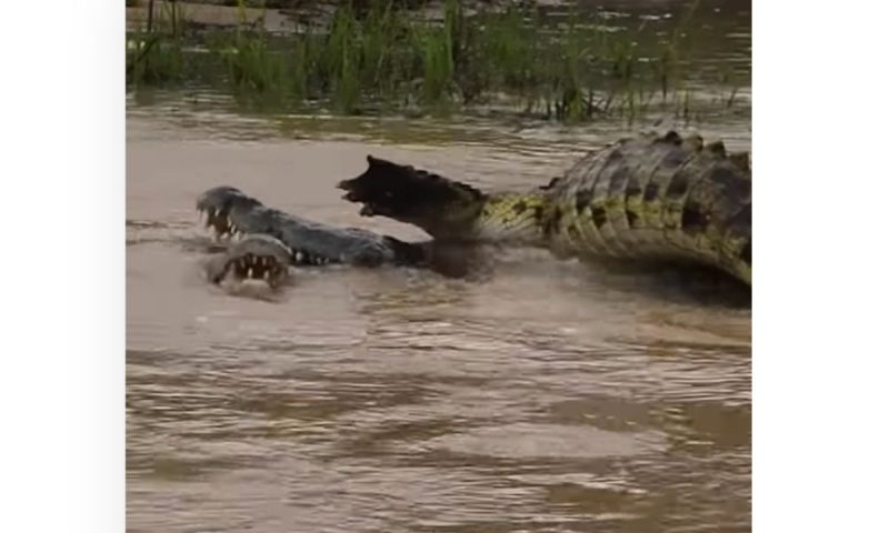 Crocodilo usa toda força da mandíbula para trucidar cabeça da presa