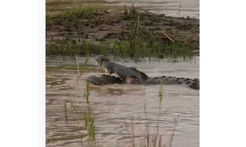 Duelo de r&eacute;pteis impressiona pelo canibalismo, mas tamb&eacute;m pela viol&ecirc;ncia – Foto: Reprodu&ccedil;&atilde;o