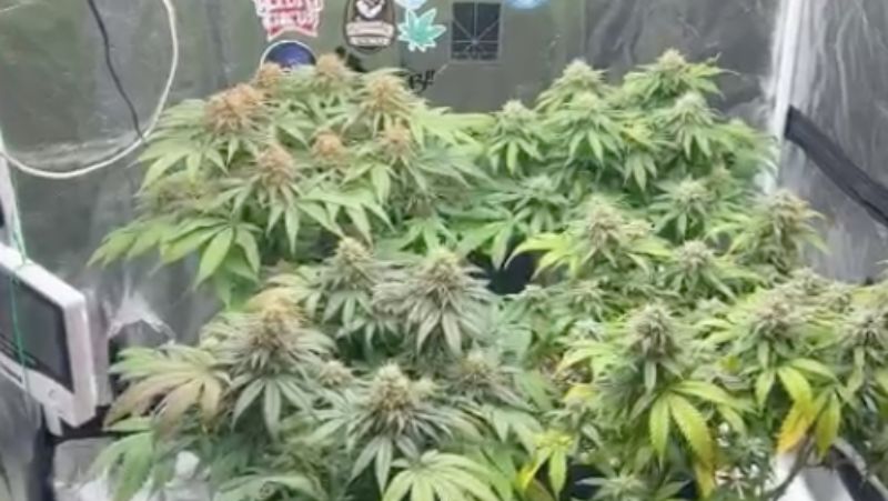 Maconha foi encontrada em imóvel em Camboriú