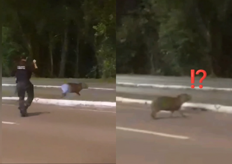 Capivara é “convidada” a se retirar da via pela Guarda Municipal de Florianópolis