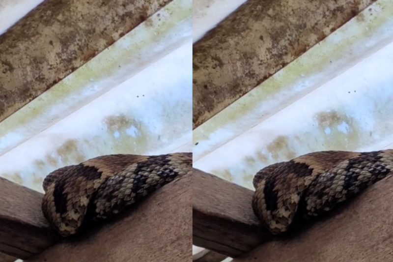 Jararaca maromba subiu no telhado