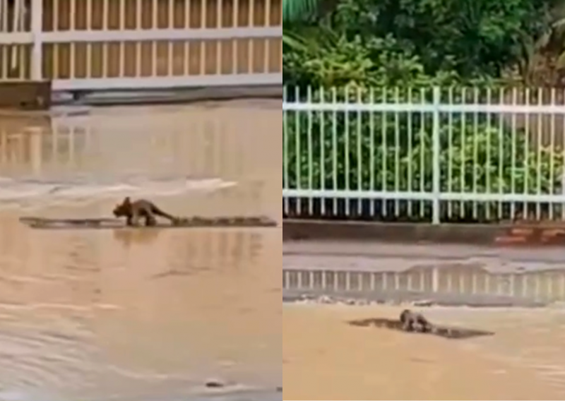 Triceratops radical: Surfista pré-histórico desafia alagamentos em Florianópolis