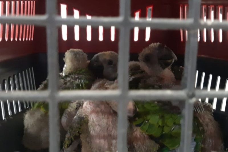 Papagaios foram apreendidos pela PRF