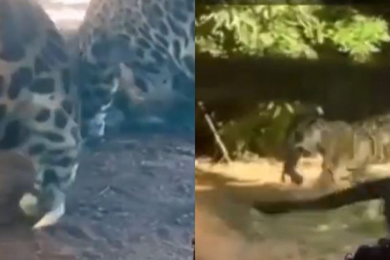 Onça canibal atacou filhote