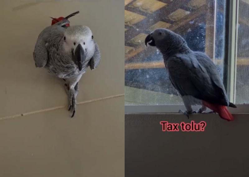 VÍDEO: Papagaia manezinha conquista a web com dialeto raiz: ‘tax tolo?’