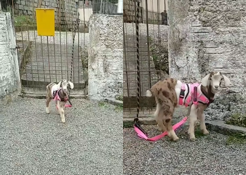 VÍDEO: Cabra surpreende ao usar coleirinha rosa em casa da Grande Florianópolis: 'pet raiz'