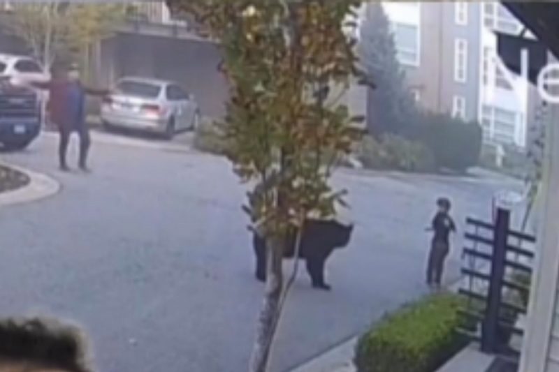 Urso fugiu com atitude de homem 