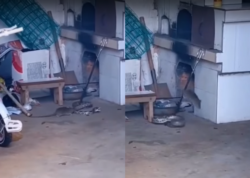 Rato ‘ninja’ brinca com a sorte e desafia cobra em confronto épico