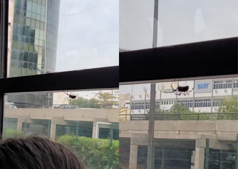 Aranha ‘senta’ na janelinha e pega carona em ônibus de Florianópolis: ‘enfeite de Halloween?’