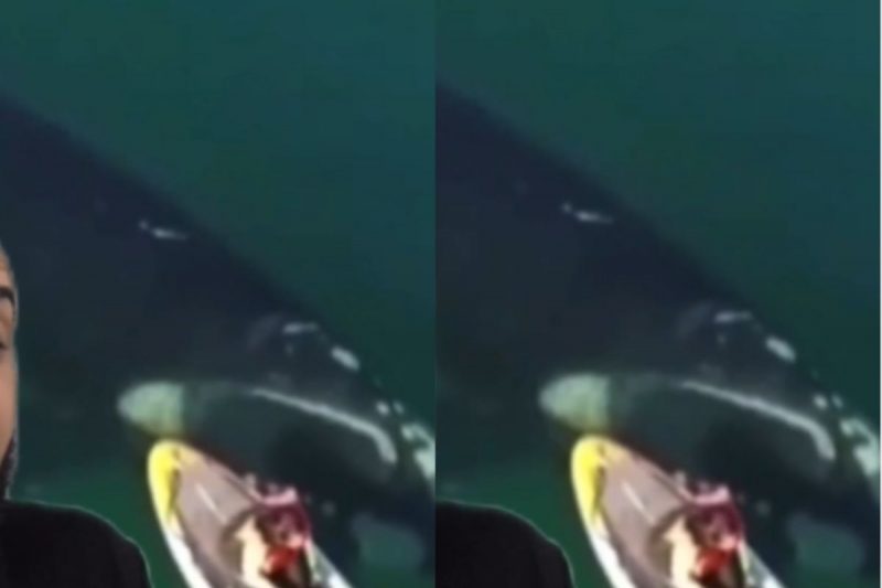 Baleia gigante apavorou mulher