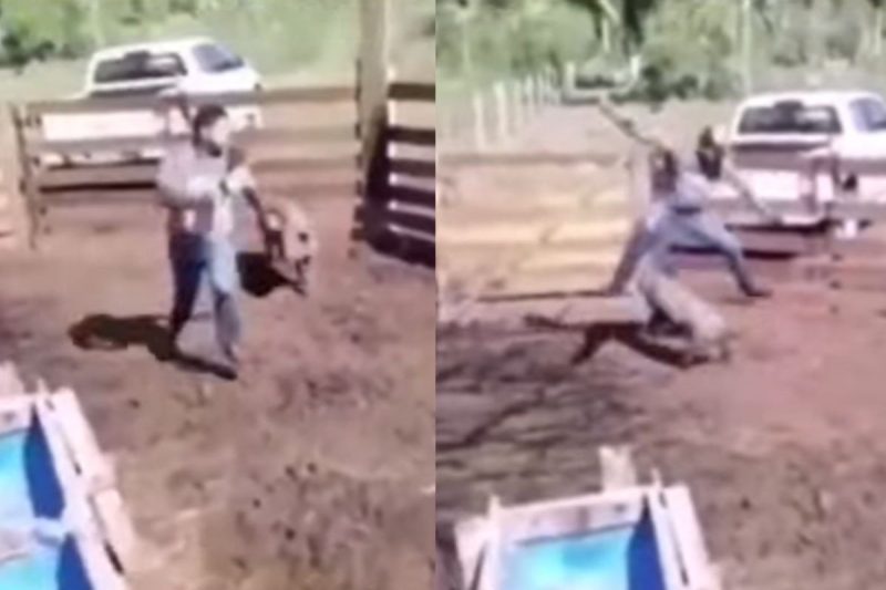 Homem levou a pior com leitão 