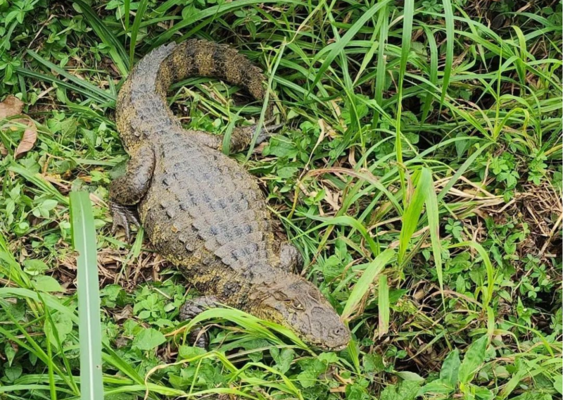 UFSC surpreende com chegada de novo ‘aluno’ reptiliano e estudantes ficam intrigados