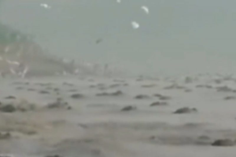 Jacarés canibais podem morrer de fome 