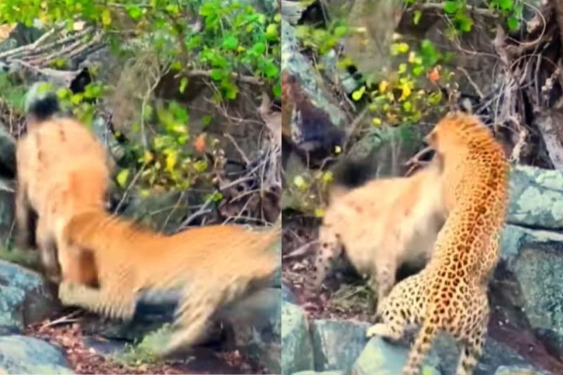 Leopardo levou porrada 