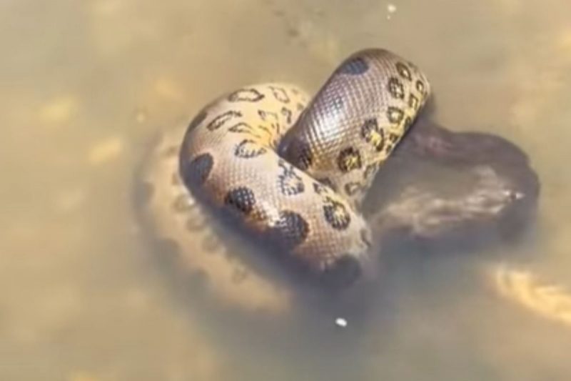 Sucuri gigante comeu sashimi