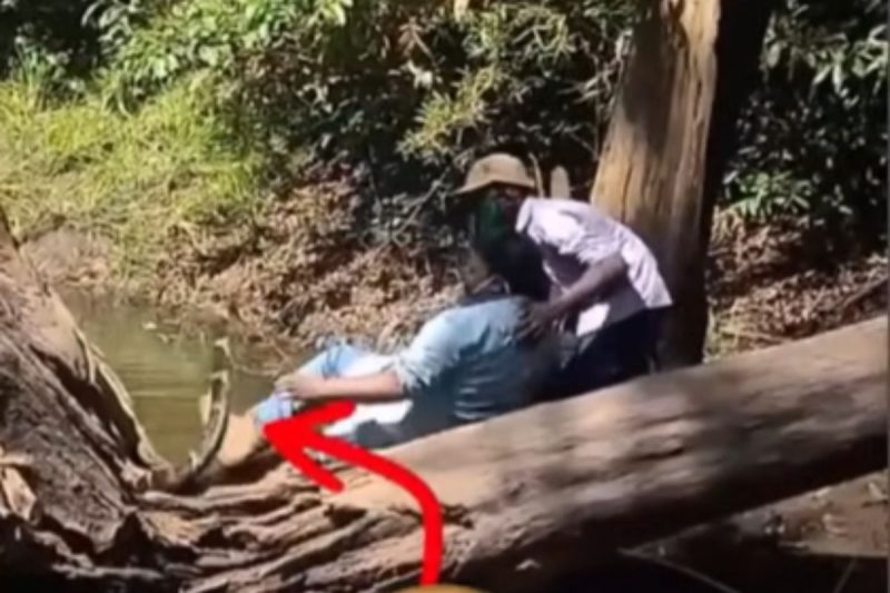 Maior cobra peçonhenta é mortal 