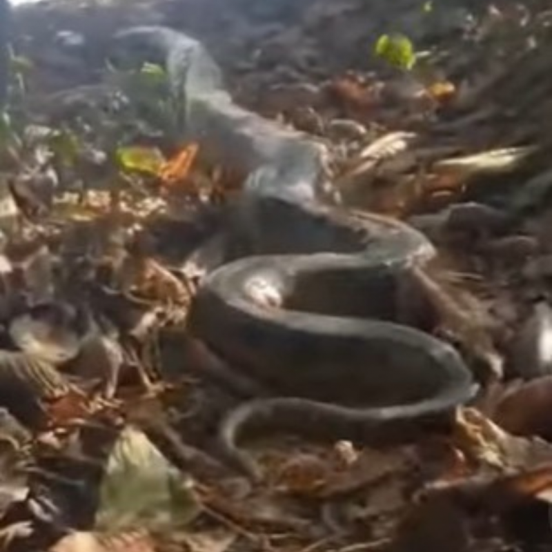 Uma sucuri foi filmada se rastejando para um rio próximo e o registro viralizou nas redes sociais 