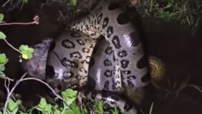 Sucuri foi filmada devorando presa