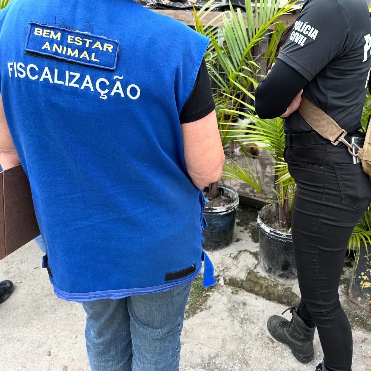 Actions of Dibea Palos and the DPA (Division of Animal Protection of the Civil Police) collected the animals this Friday (27) - Bem Estar Animal de Palhoça/Disclosure/ND