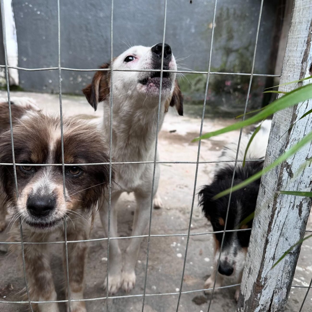 Three dogs were rescued from abuse at the home of a man who will face charges for throwing another dog in the trash in Palos - Bem Estar Animal Palhoça/Divulgação/ND