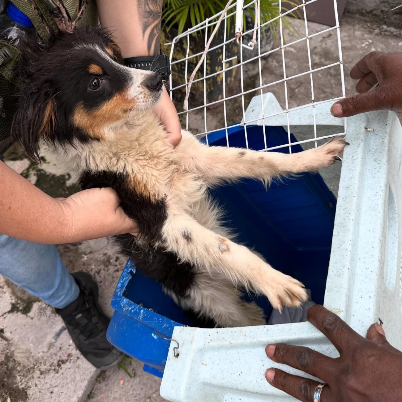 One of the dogs collected during the rescue.  The animals were sent to Dibea Palhoça and will be available for responsible adoption when they are healthy - Bem Estar Animal Palhoça/Disclosure/ND