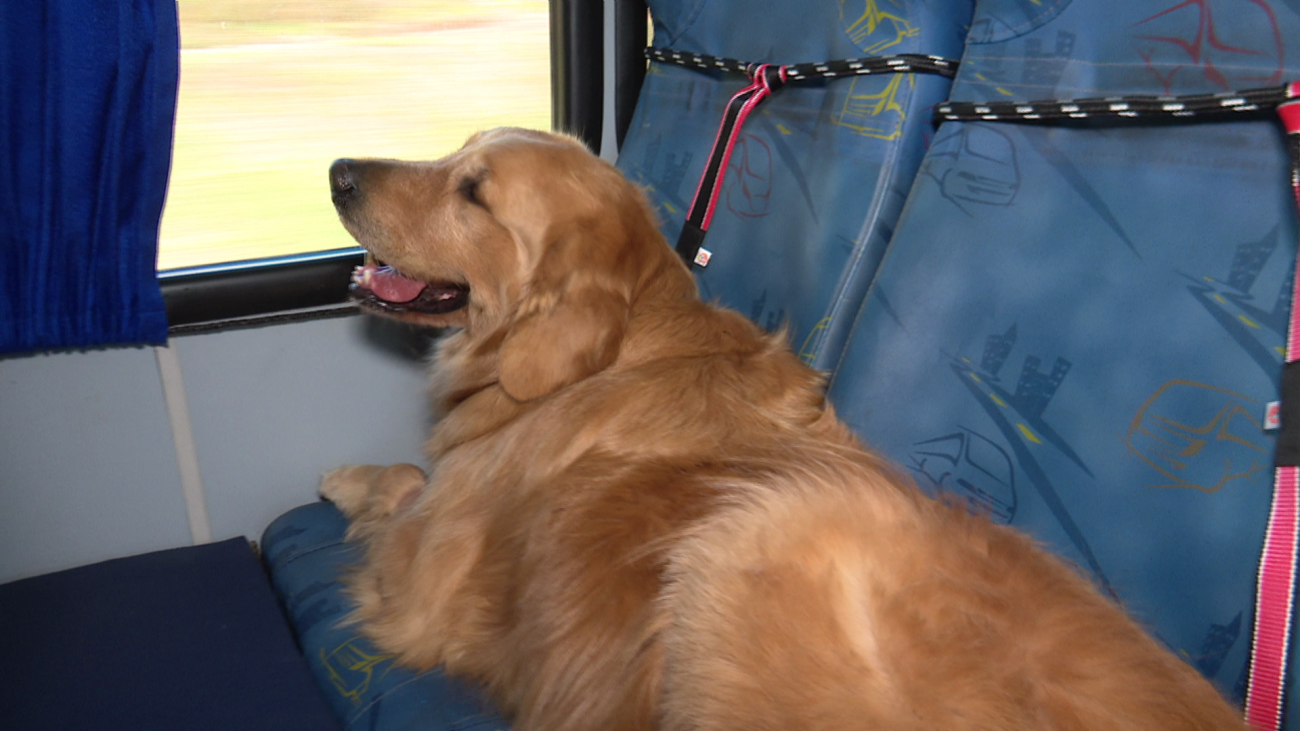 The dogs are seated and wearing seat belts.  - Frame/NDTV Criciuma/ND