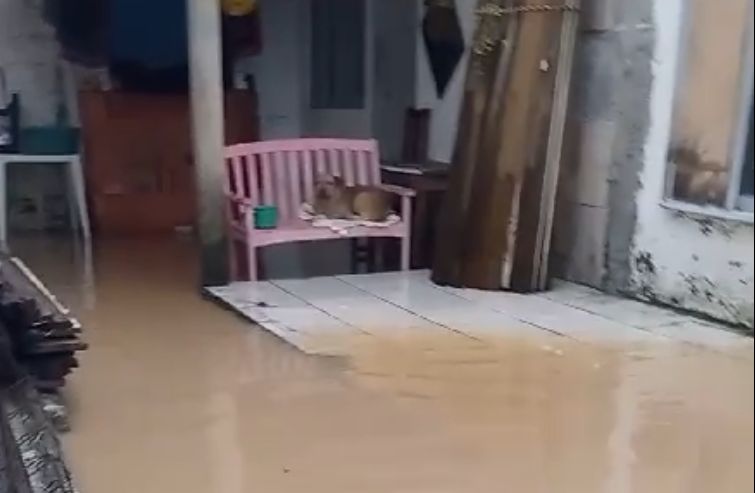 C&atilde;es foram deixados em &aacute;reas alagadas – Foto: Reprodu&ccedil;&atilde;o/Internet