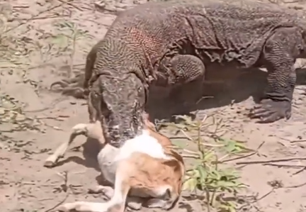 Dragão é flagrado em novo vídeo chocante