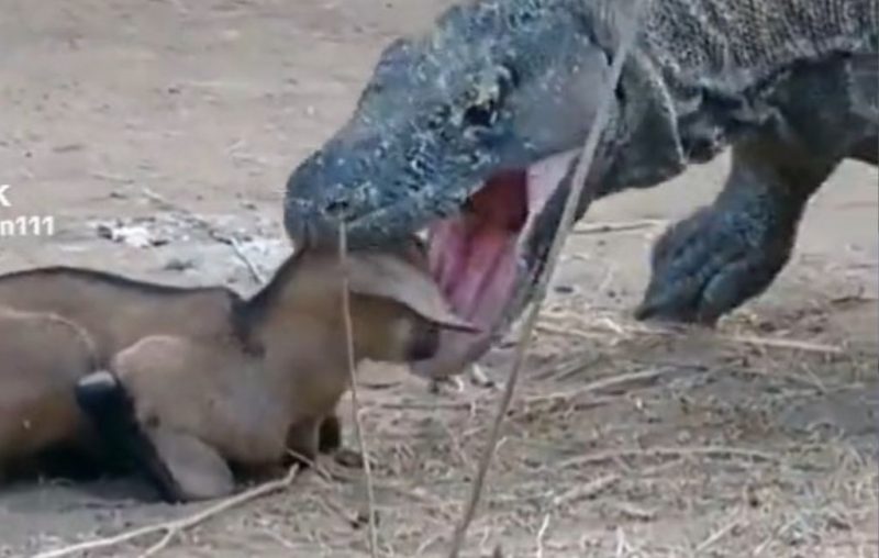Dragão de Komodo faz cabra de petisco em 15 segundos