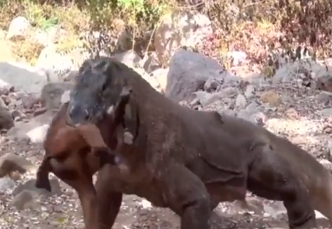 Dragão-de-komodo é flagrado devorando cabra