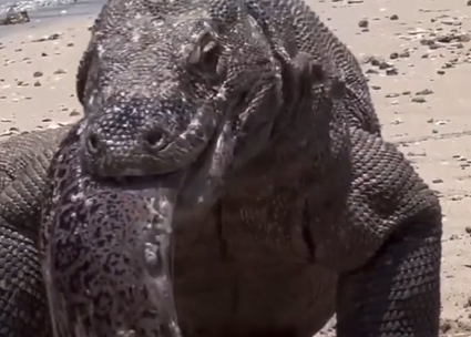 Dragão vomita uma moreia inteira