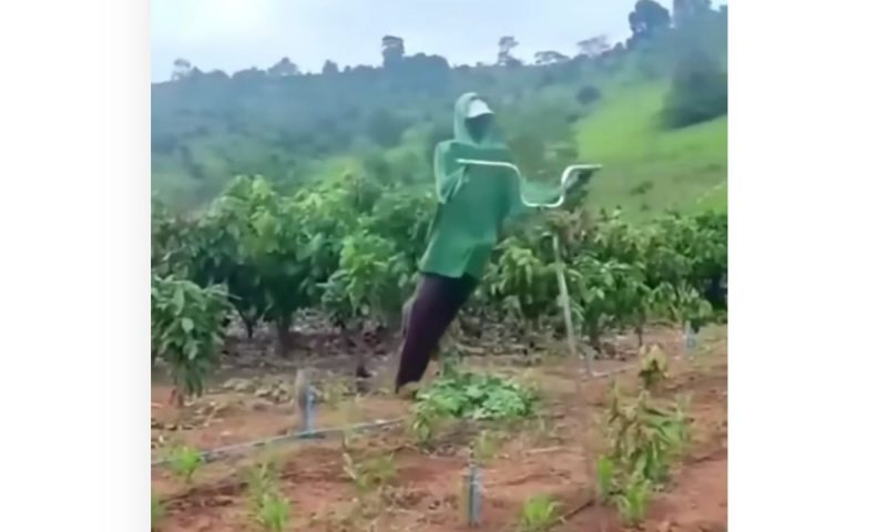 Espantalho esvoaçante foi ideia genial de um agricultor