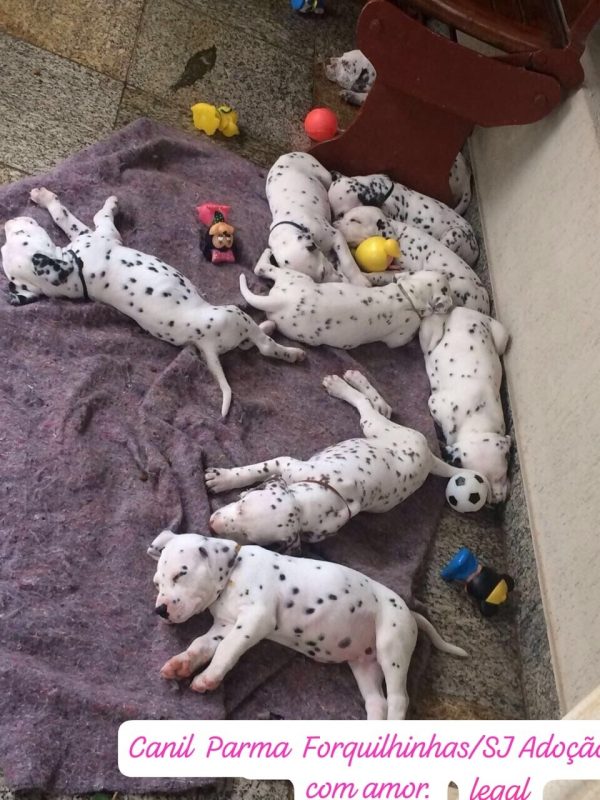 An&uacute;ncio viraliza nas redes sociais, mobilizando pessoas solid&aacute;rias. No entanto &eacute; falso – Foto: Reprodu&ccedil;&atilde;o/ND