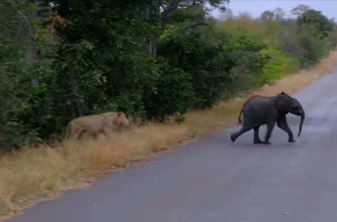 Filhote de elefante encara le&otilde;es – Foto: Latest Sighting