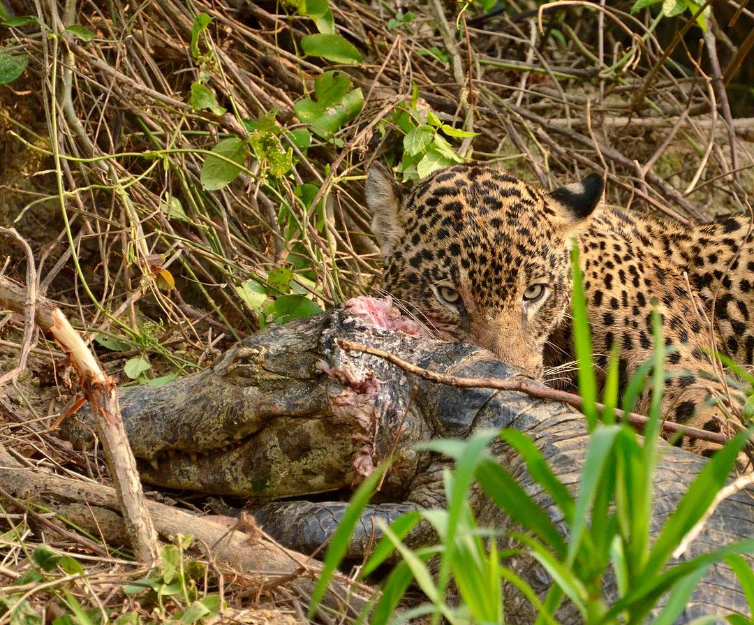 A jaguar catches and eats an alligator again in the Pantanal.  - White Arruda/Reproduction/ND