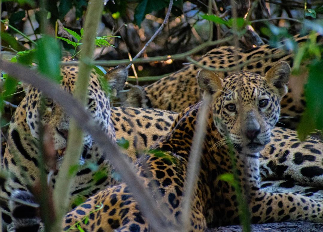 Two jaguars were spotted during a peaceful moment in the Pantanal.  - Gautama Reddy/Reproduction/ND