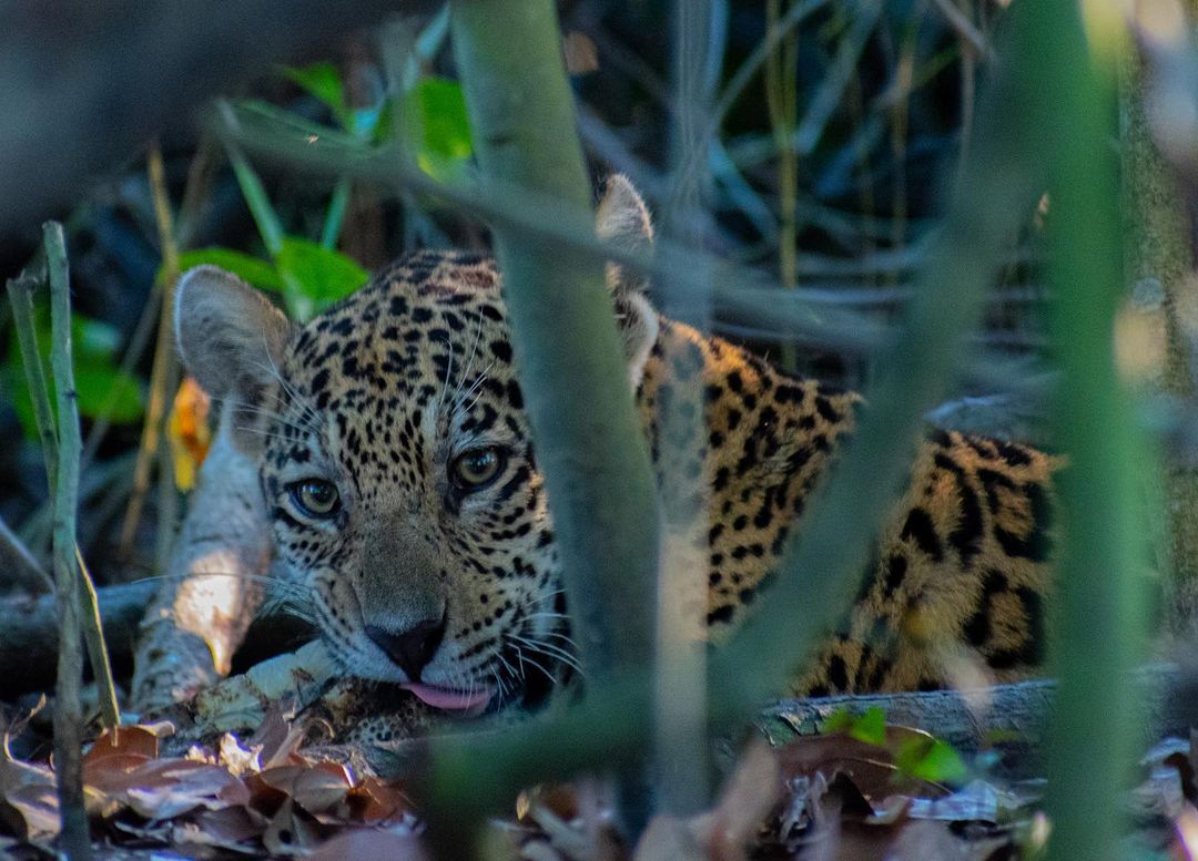 Jaguars were spotted during a peaceful moment in the Pantanal.  - Gautama Reddy/Reproduction/ND