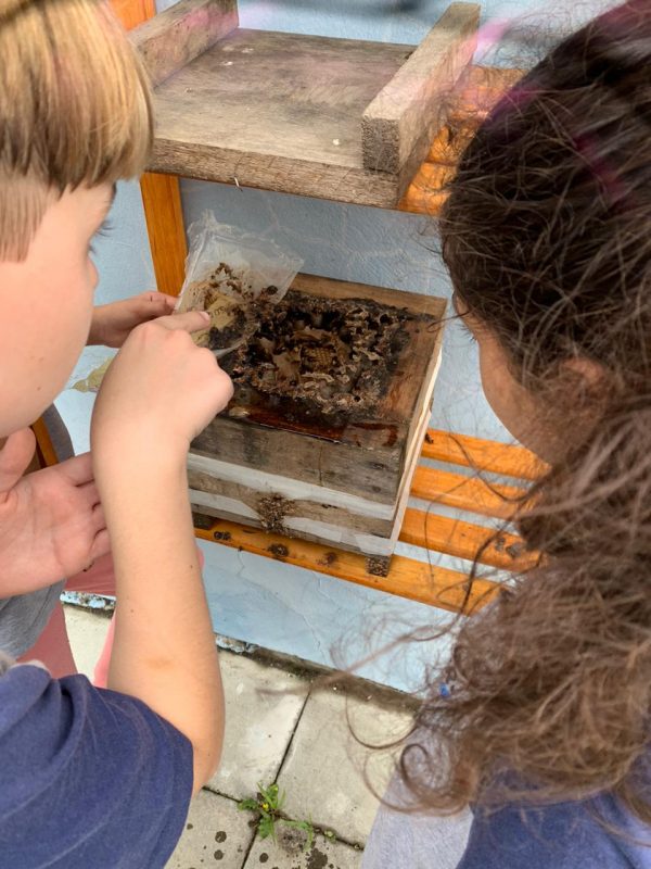 O número de abelhas cresceu significantemente com o passar do tempo, tanto que há planos para dobrar a quantia de colmeias