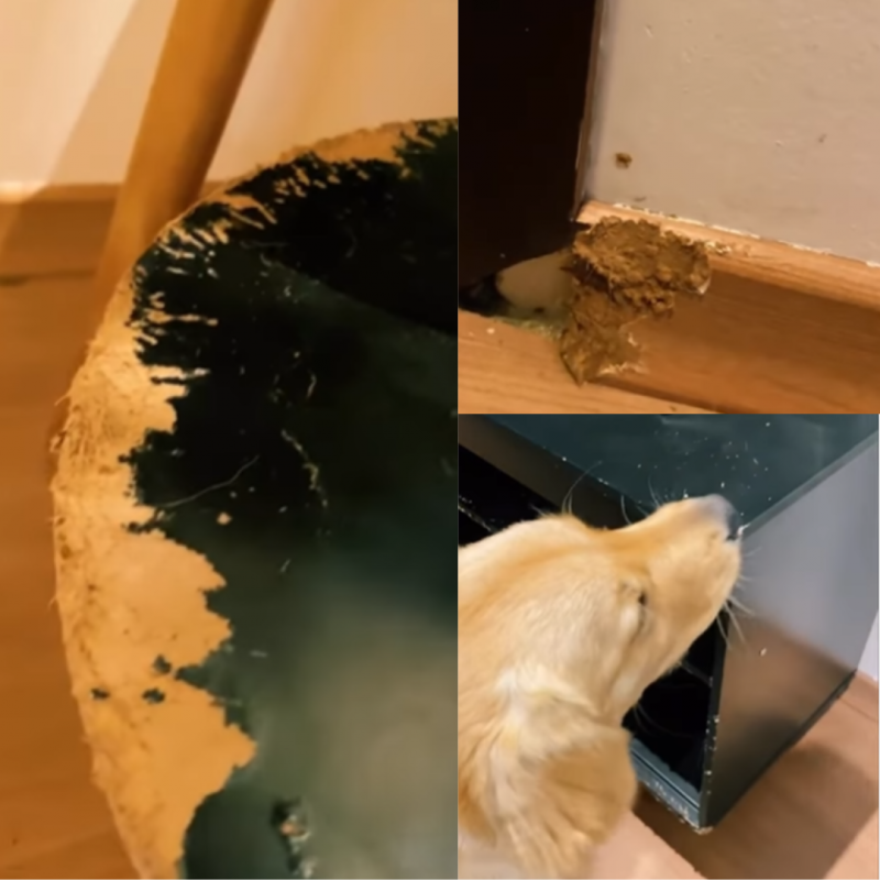 Ricota é uma cachorra da raça Golden Retriever e resolveu mostrar o seu talento nas redes sociais