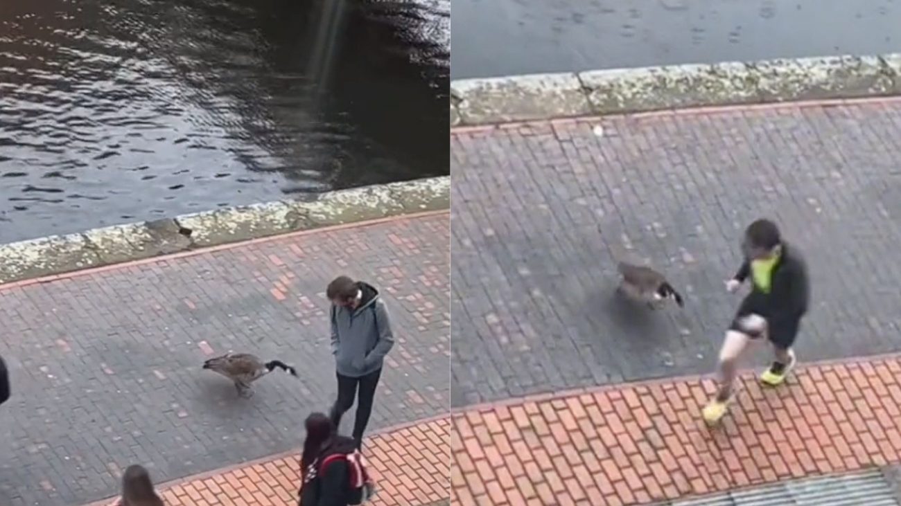 Goose causes pedestrians to flee and demonstrates absurd territorialism - Biomesquita/Divulgação/ND