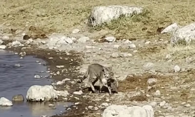 Gato selvagem caminha com a ave na boca, após a captura