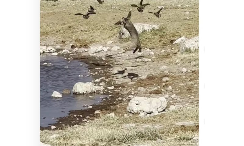 V&iacute;deo flagra o momento exato do felino em dire&ccedil;&atilde;o a sua presa – Foto: Reprodu&ccedil;&atilde;o
