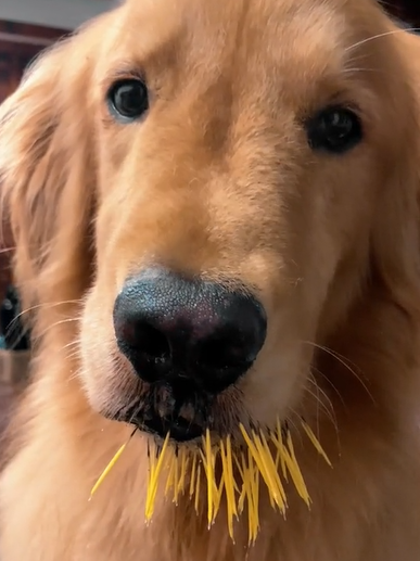 Golden Retriever arteiro viralizou na web após ter mexido com um porco espinho; veja
