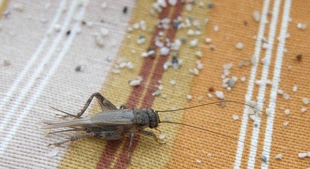 Grilos est&atilde;o entre as possibilidades aceitas para consumo – Foto: Reprodu&ccedil;&atilde;o/Pixabay