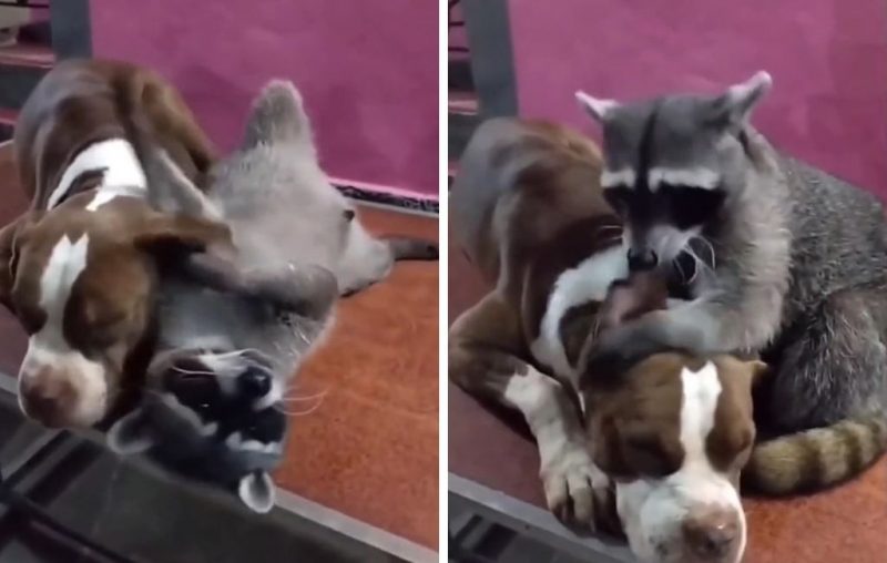 V&iacute;deo mostra o animal &agrave; vontade com o cachorro – Foto: @belinha_pitmonster/ Tiktok/ Reprodu&ccedil;&atilde;o/ ND