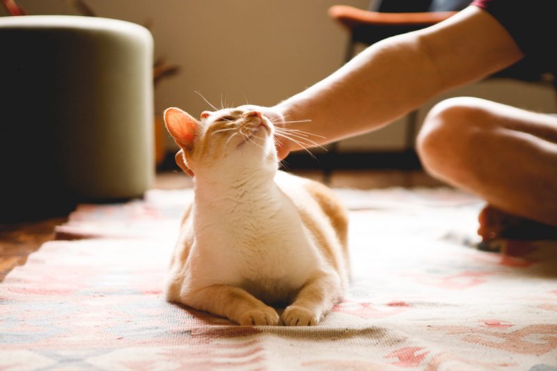 Gato foi motivo de briga na família. Na imagem, um gato aparece sentado em um tapete, ele é acariciado na cabeça por uma pessoa. Apenas uma parte do braço e do joelho do humano aparecem na foto