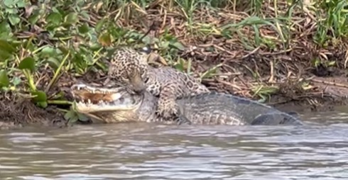 The battle between the jaguar and the alligator became another episode in the dispute over the sovereignty of the Pantanal.  