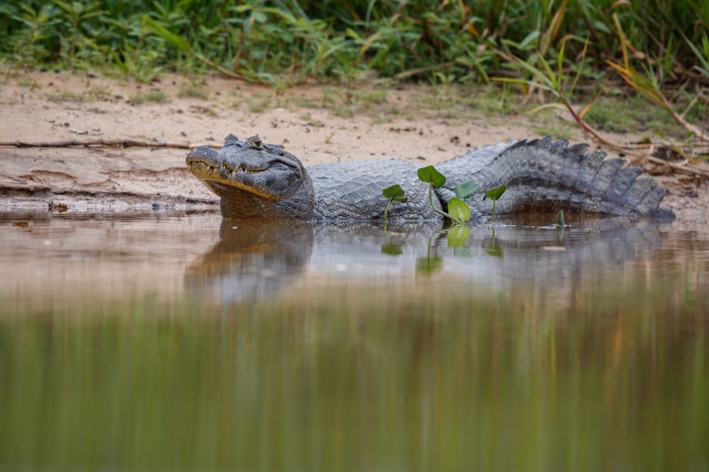 O fato de sonhar com jacaré pode revelar que emoções e conteúdos psíquicos, que antes estavam adormecidos há muito tempo, estão prestes a vir à tona